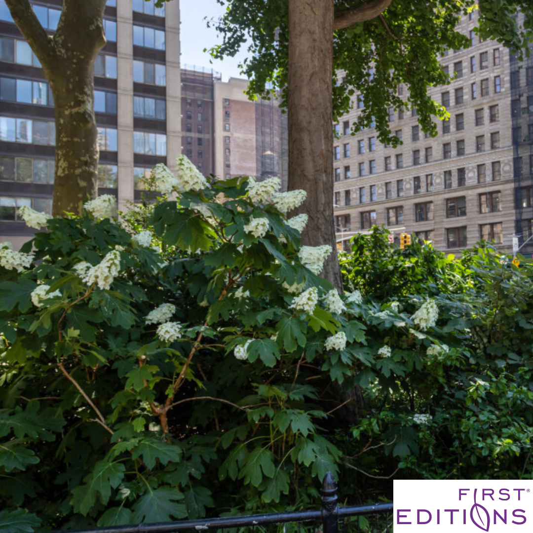 'Jetstream' Oakleaf Hydrangea | Hydrangea quercifolia