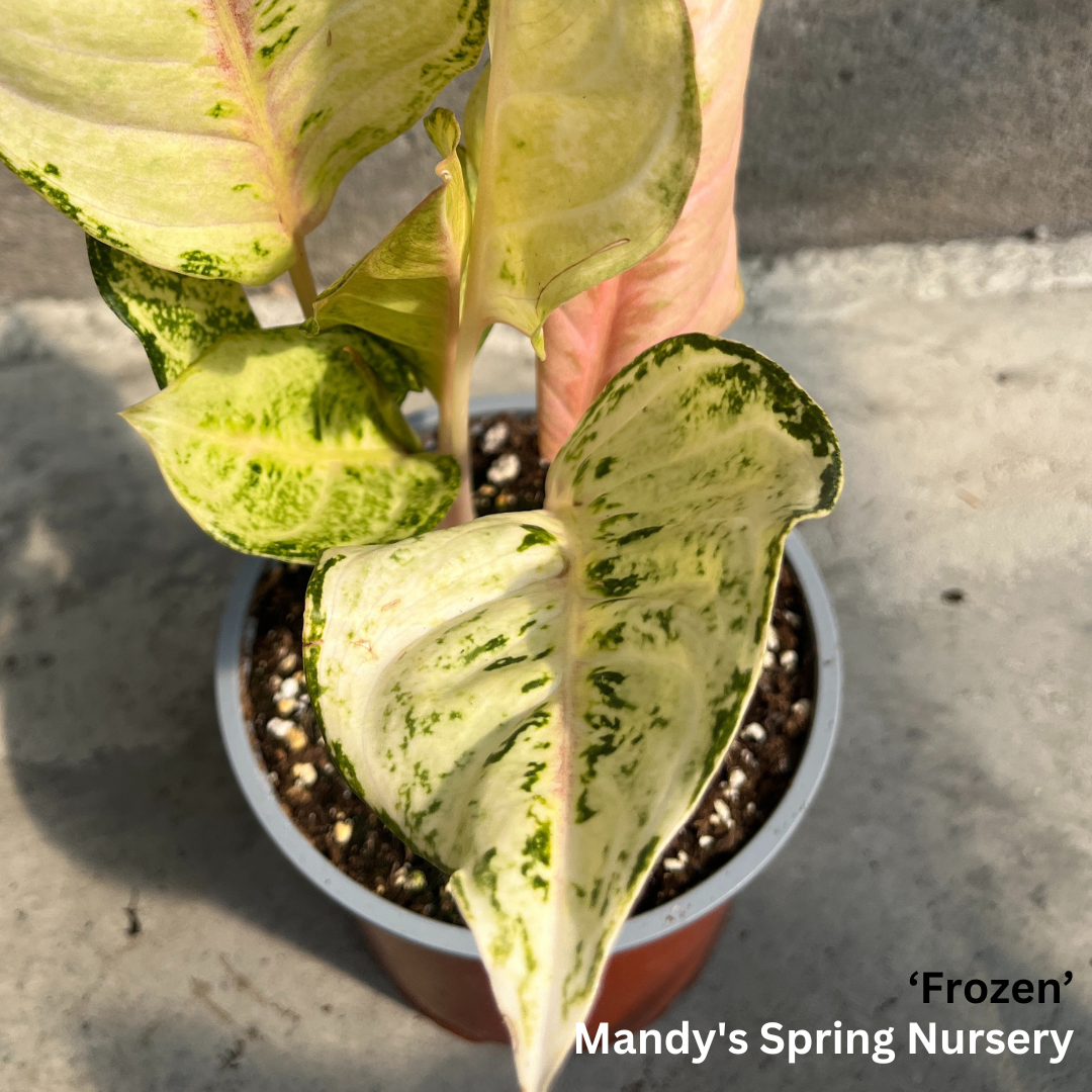 'Lucky Plant' | Aglaonema