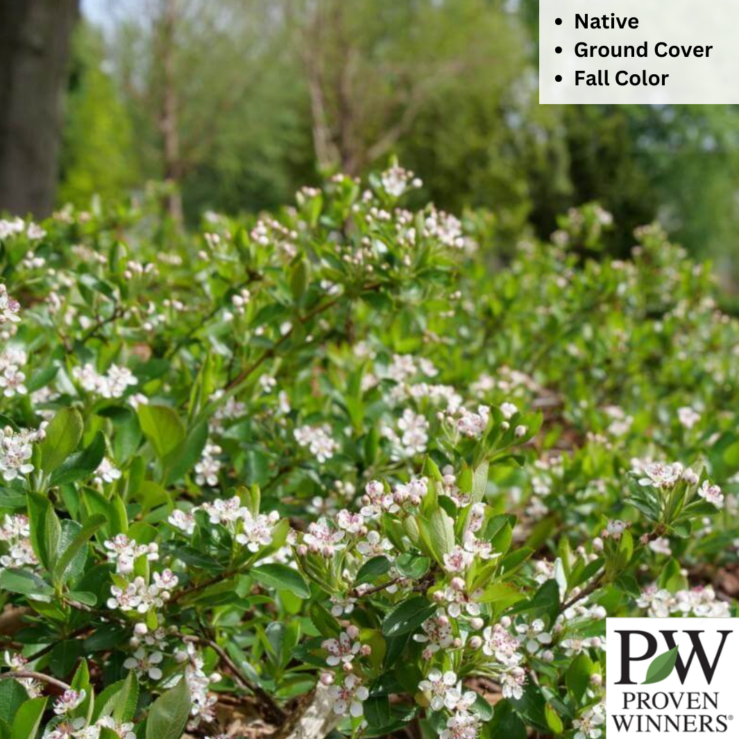 'Ground Hug' Chokeberry | Aronia mel.