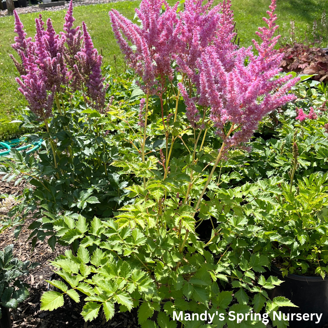 Strawberry Cake Astilbe | Astilbe chinensis