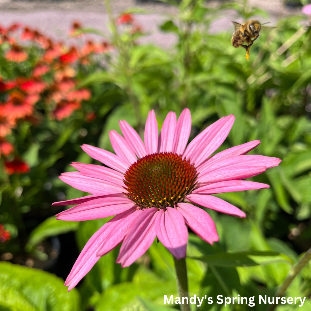 'Magnus' Coneflower |  Echinacea purpurea 'Magnus'