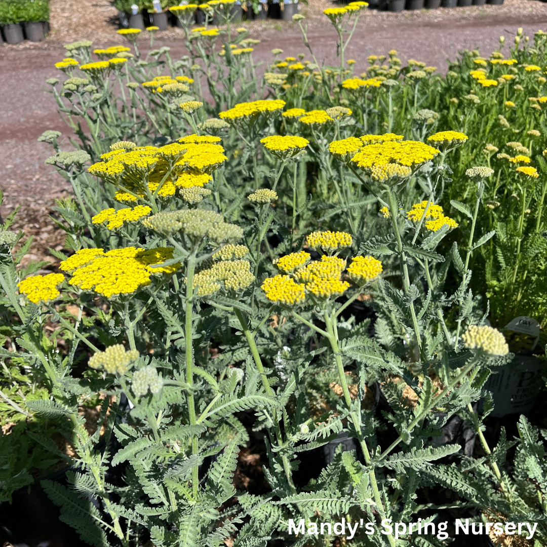 Moonshine Yarrow | Achillea