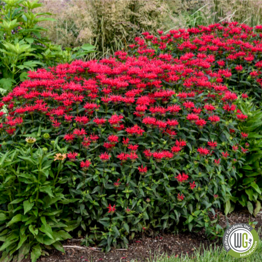 'Red Velvet' Bee Balm - Monarda 'Red Velvet'