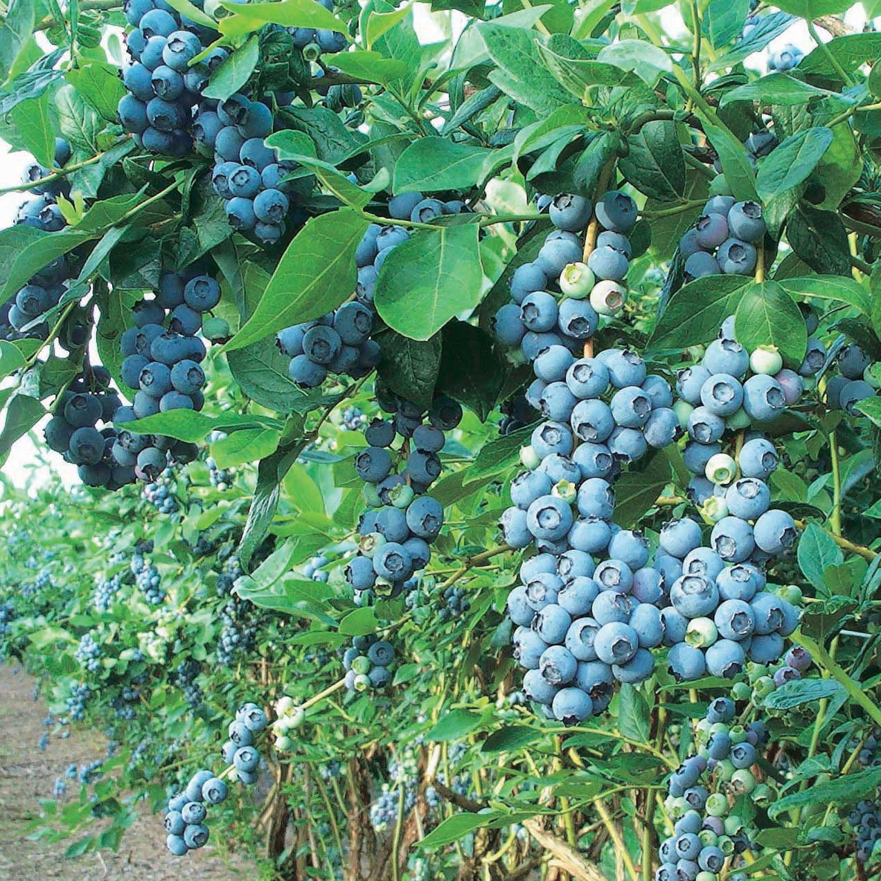 Northblue Blueberry | Vaccinium 'Northblue'