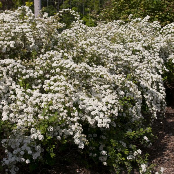 Renaissance Bridalwreath Spirea | Spiraea x vanhouttei