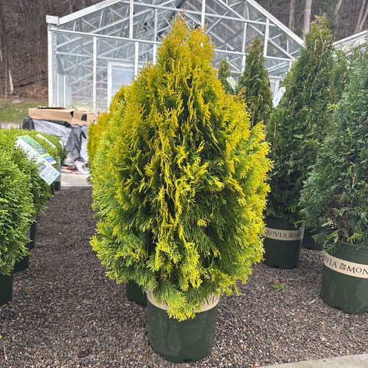 Arborvitae Highlights™ | Thuja occidentalis 'Highlights' | Monrovia