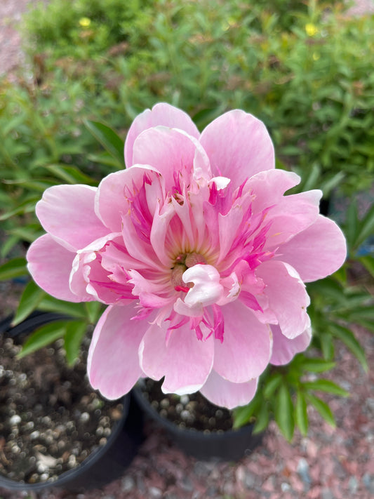 Prairie Afire Peony | Paeonia 'Prairie Afire'