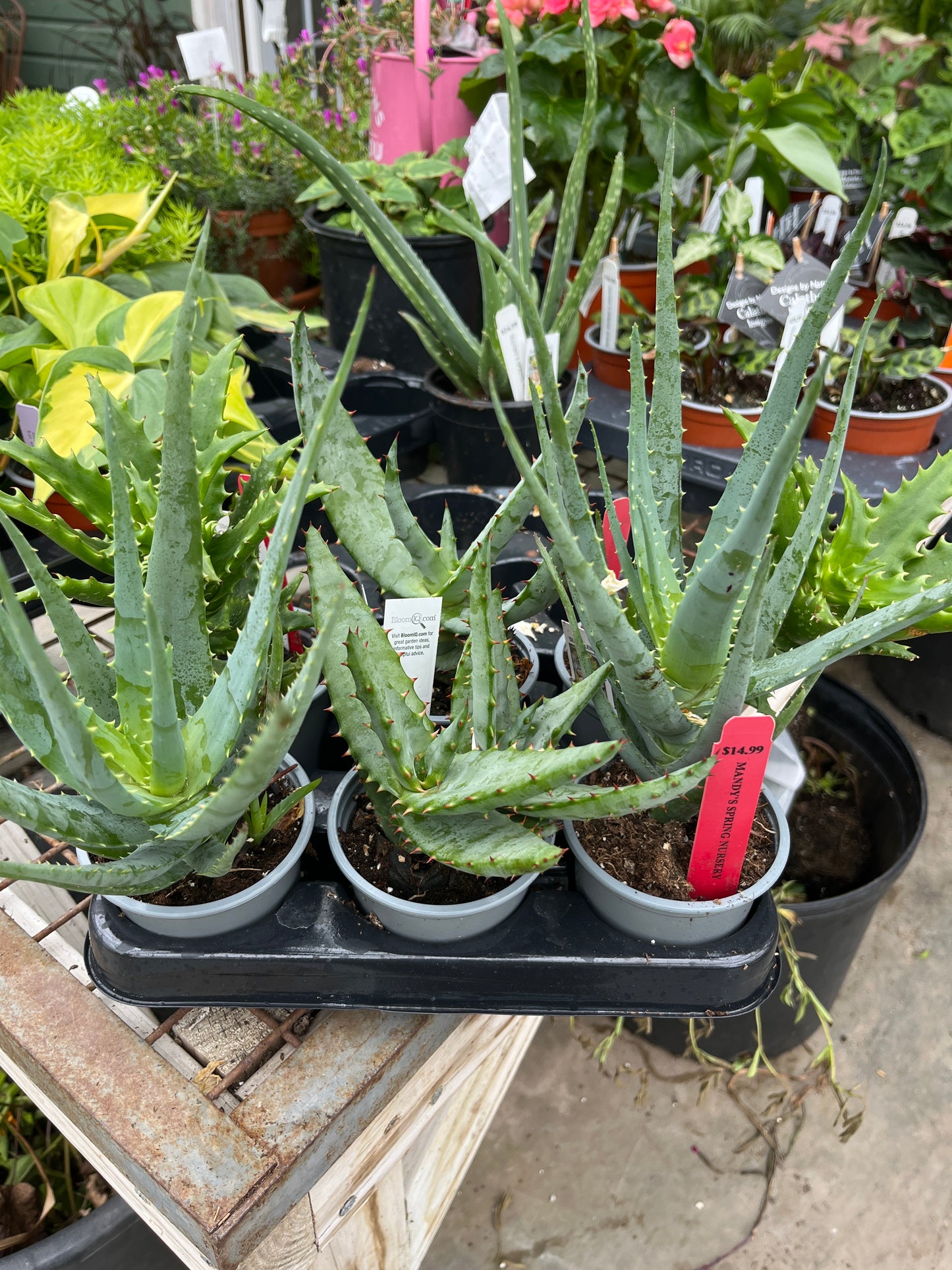 Aloe Vera Plant