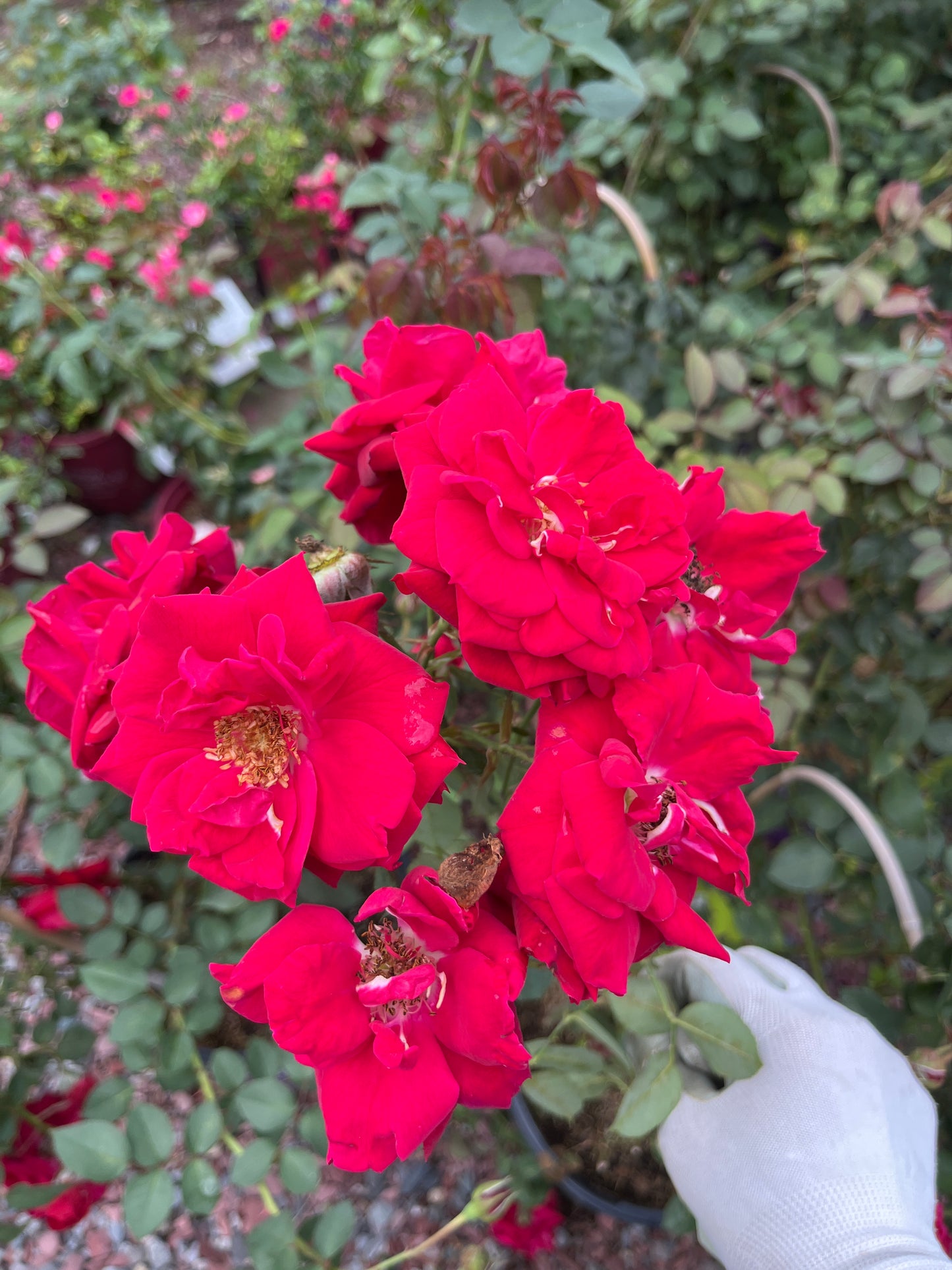 Ramblin' Red Rose Climbing Rose | Rosa