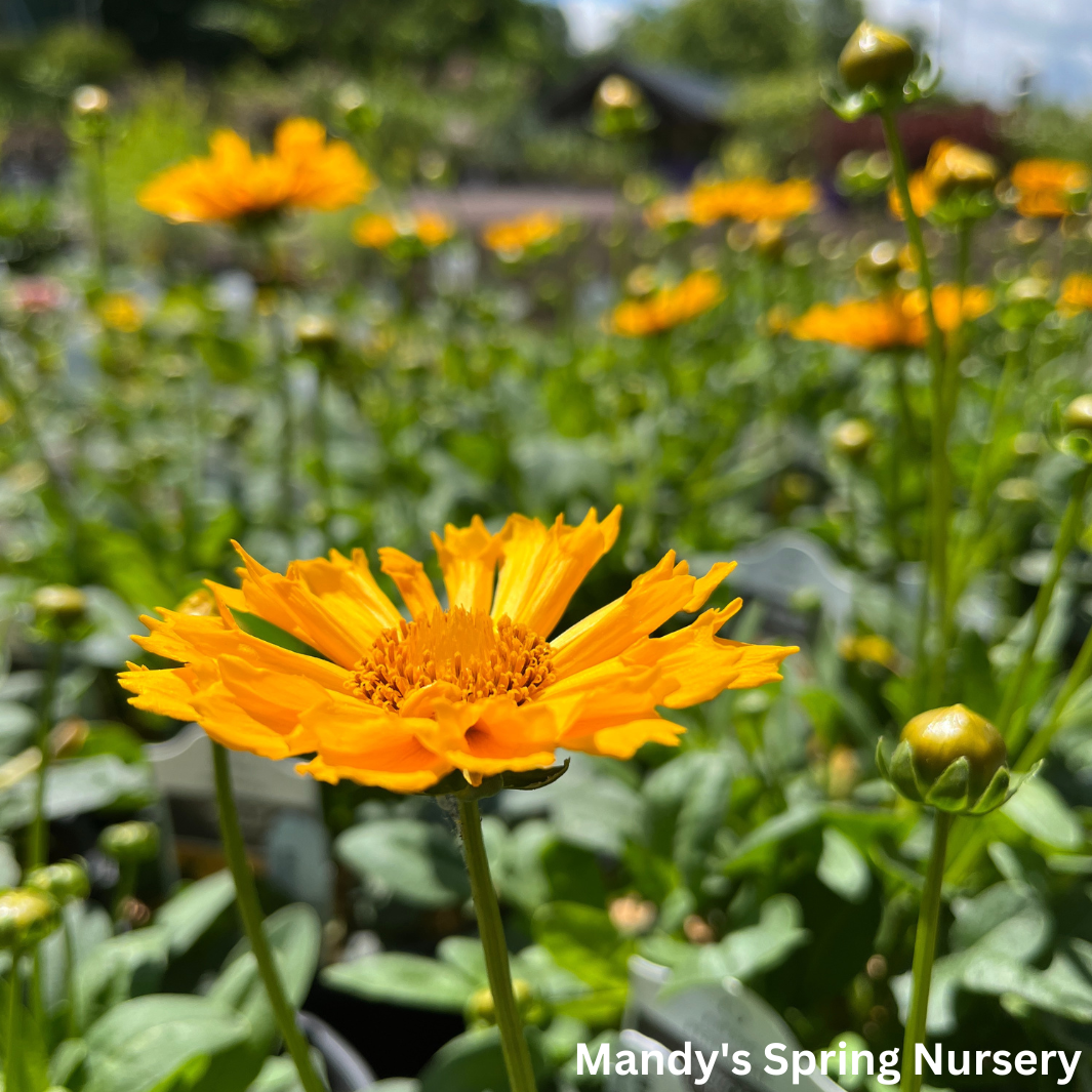 'Jethro Tull' Tickseed | Coreopsis 'Jethro Tull'