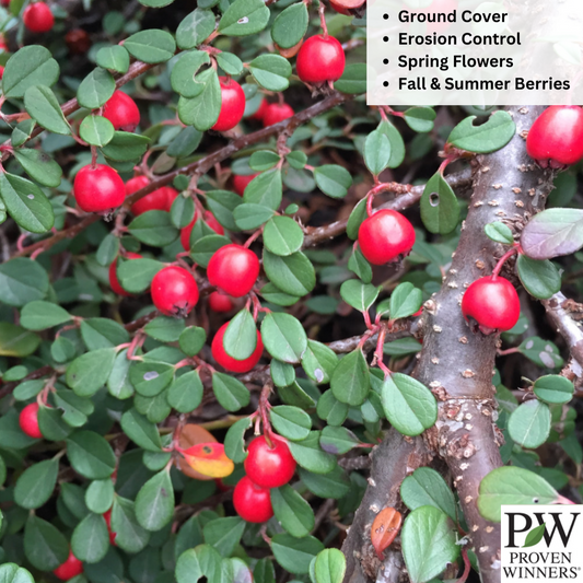 Little Dipper® Cotoneaster | Cotoneaster procumbens