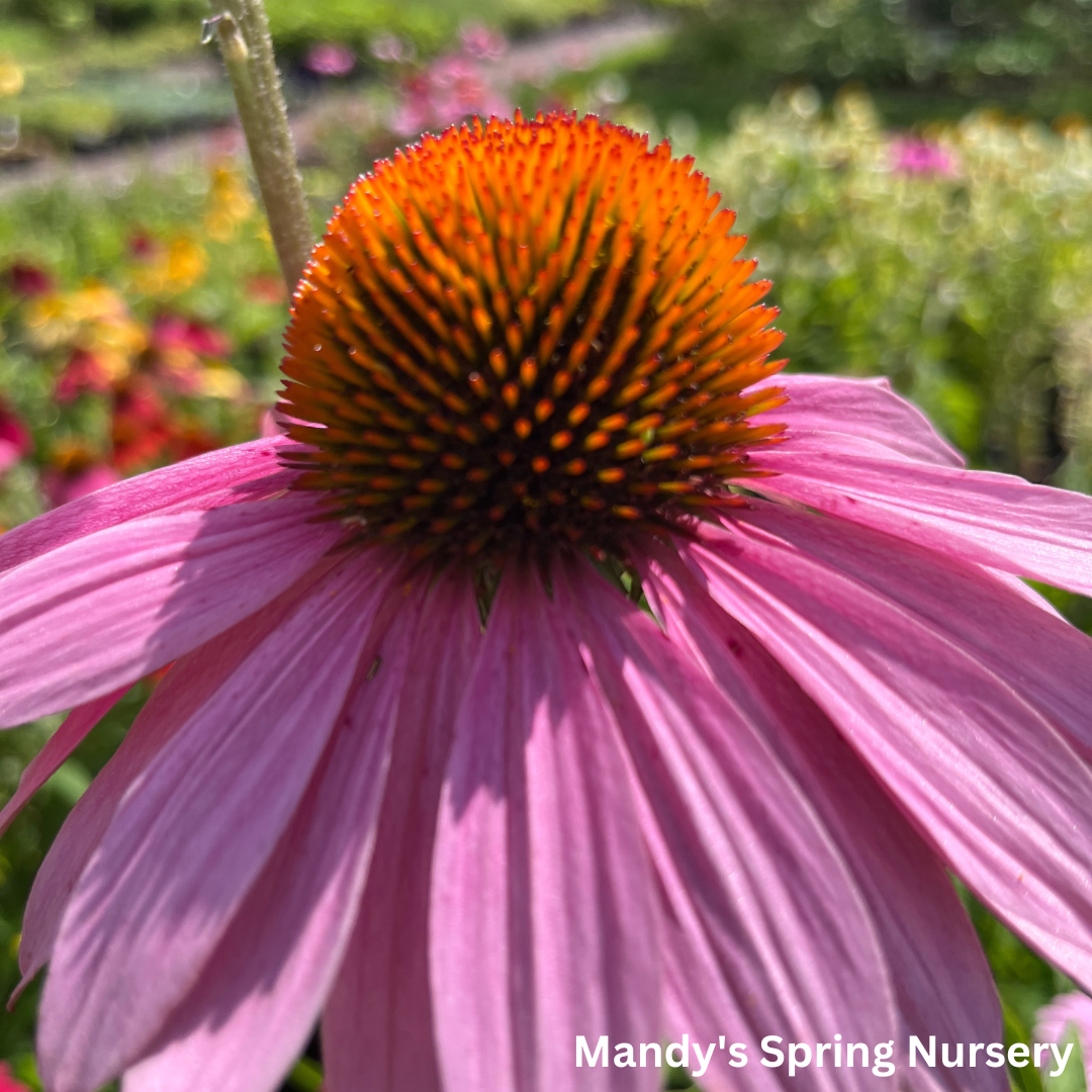 'Magnus' Coneflower |  Echinacea purpurea 'Magnus'