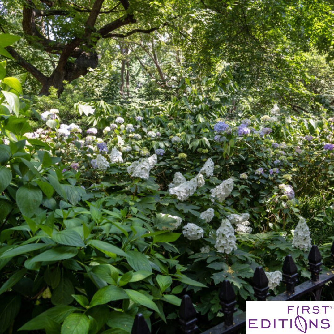 'Jetstream' Oakleaf Hydrangea | Hydrangea quercifolia