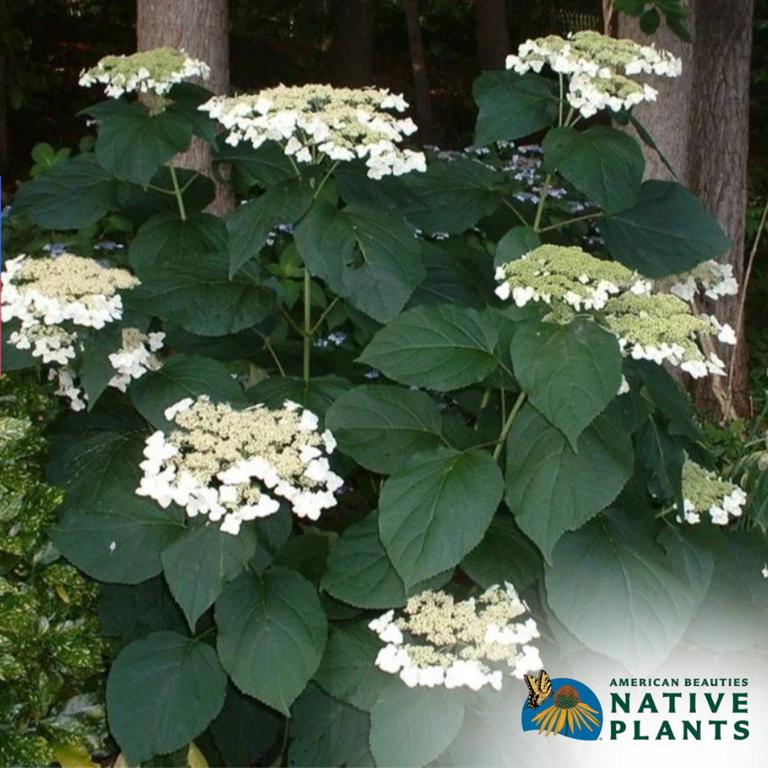 'Haas Halo' Hydrangea | Hydrangea Arborescens