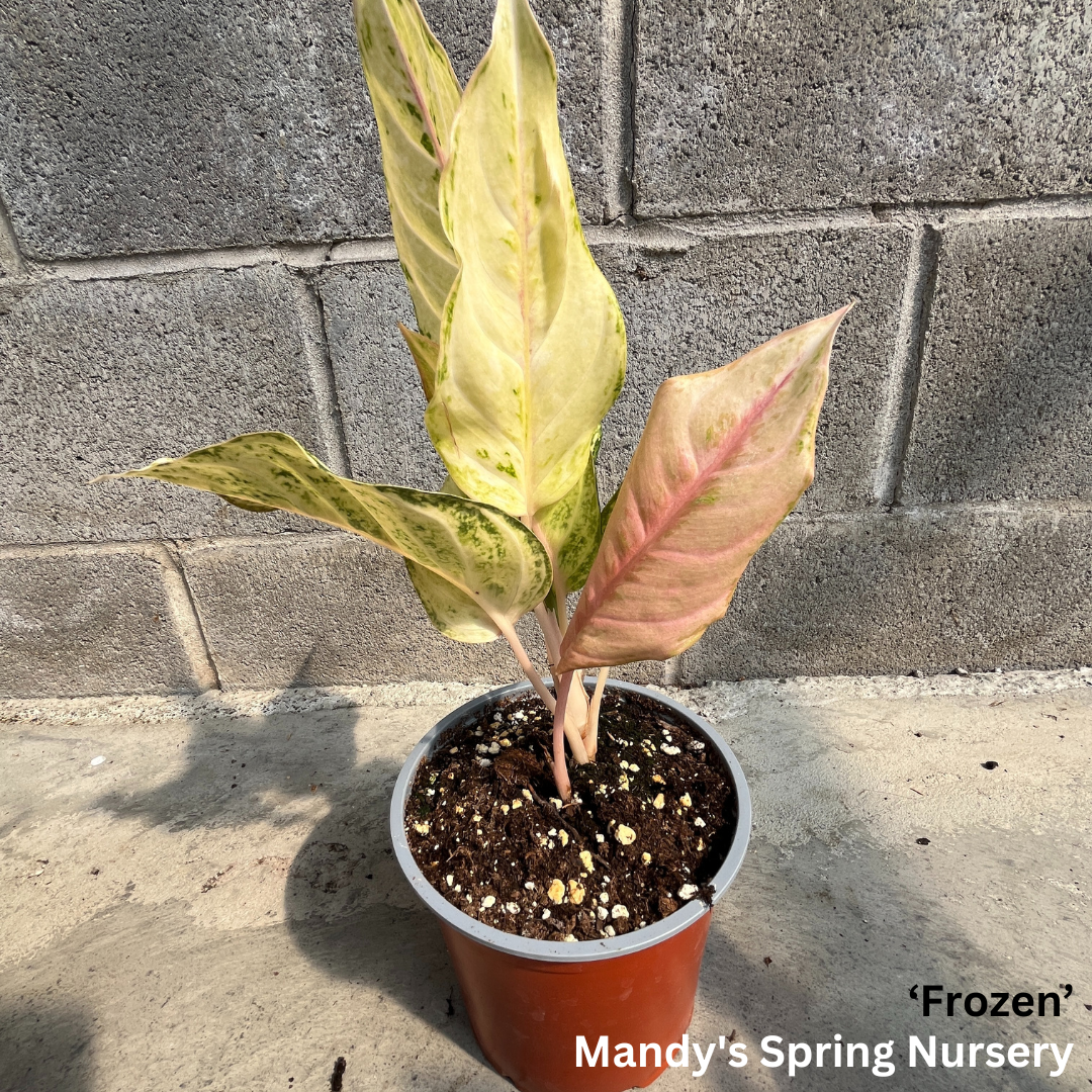 'Lucky Plant' | Aglaonema