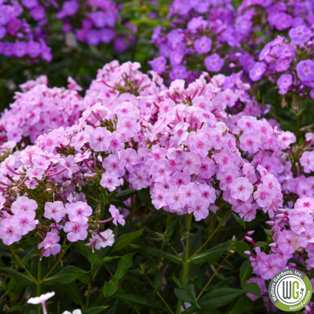 'Uptown Girl' Garden Phlox | Phlox paniculata 'Uptown Girl'