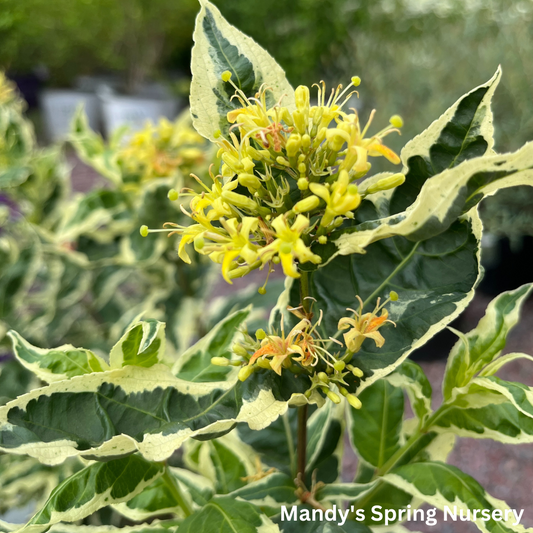 Cool Splash Dwarf Bush Honeysuckle | Diervilla sessilifolia