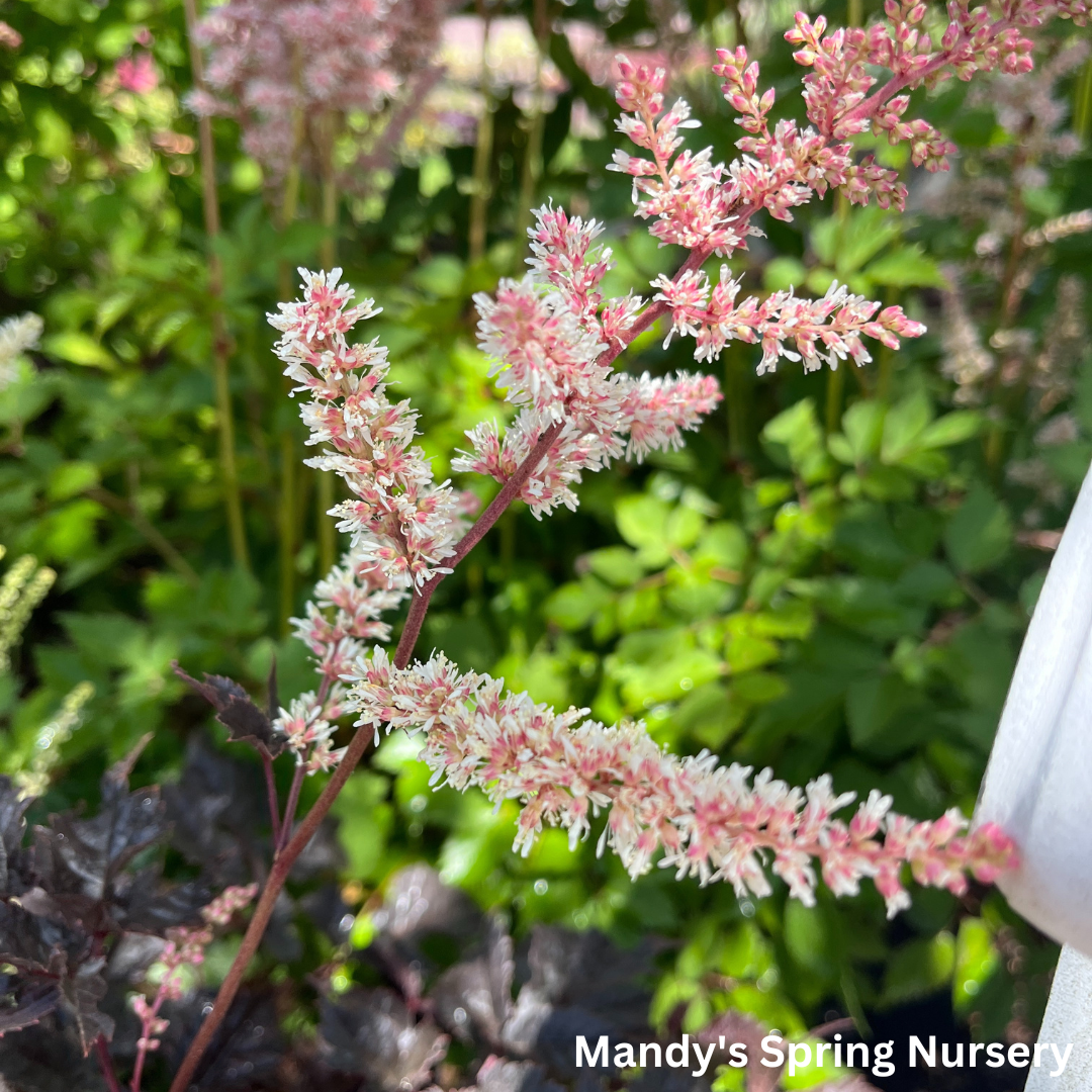 Chocolate Shotgun Astilbe