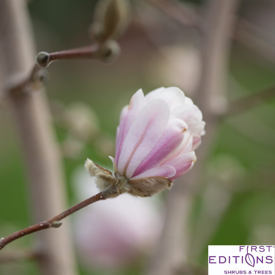 'Centennial Blush' Star Magnolia | Magnolia stellata