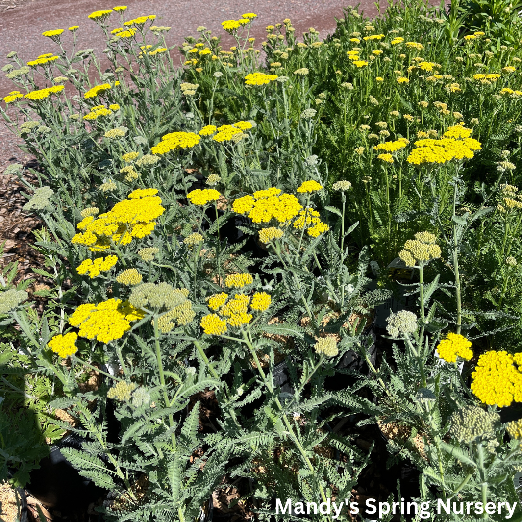 Moonshine Yarrow | Achillea