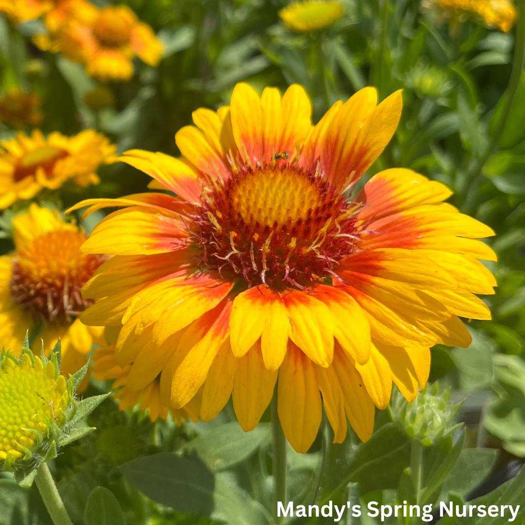 'Arizona Apricot' Blanket Flower | Gaillardia a. 'Arizona Apricot'