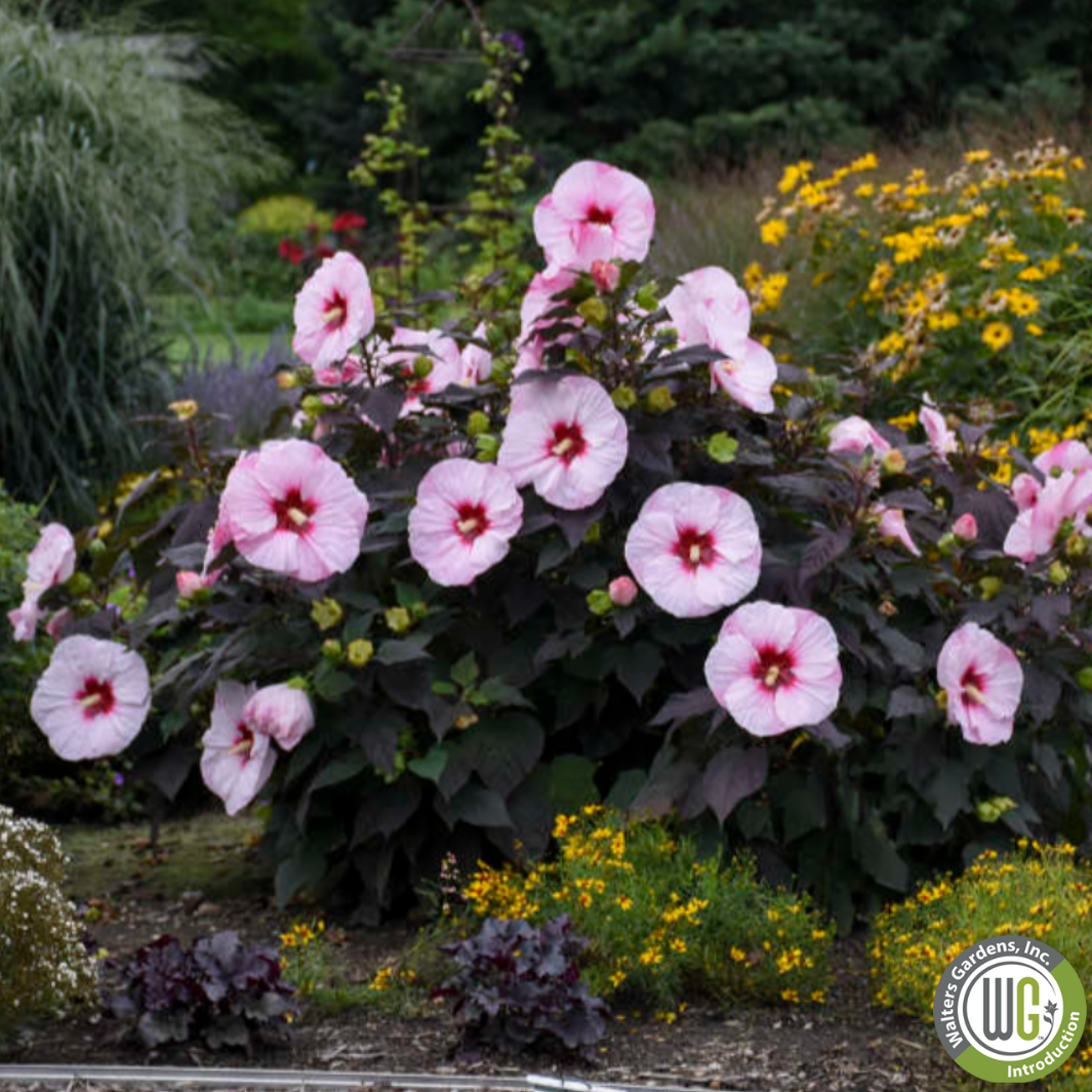 'Perfect Storm' Hibiscus | Rose Mallow