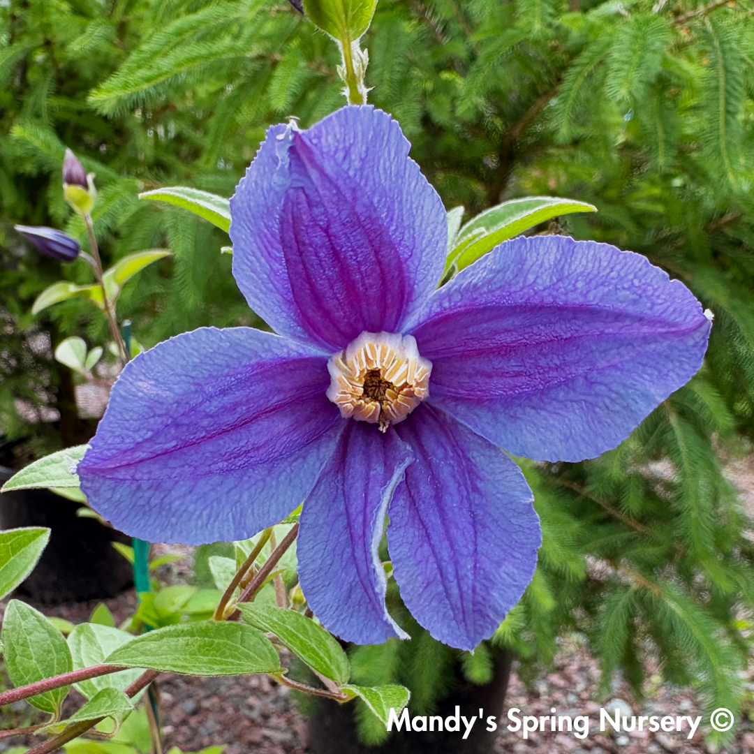 'Rain Dance' Reblooming Bush Clematis