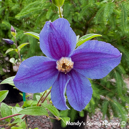 'Rain Dance' Reblooming Bush Clematis