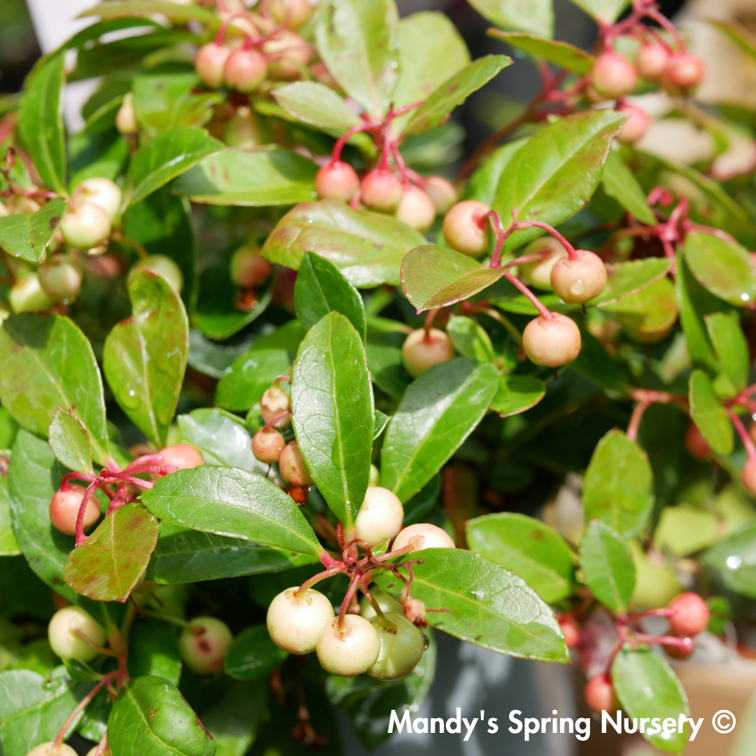 Redwood Checkerberry | Gaultheria procumbens