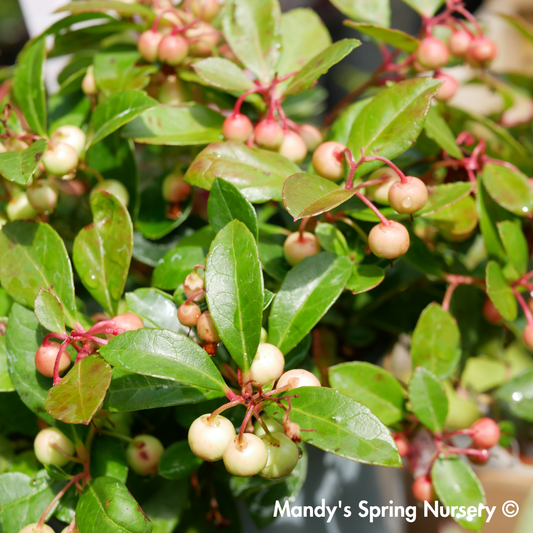 Redwood Checkerberry | Gaultheria procumbens