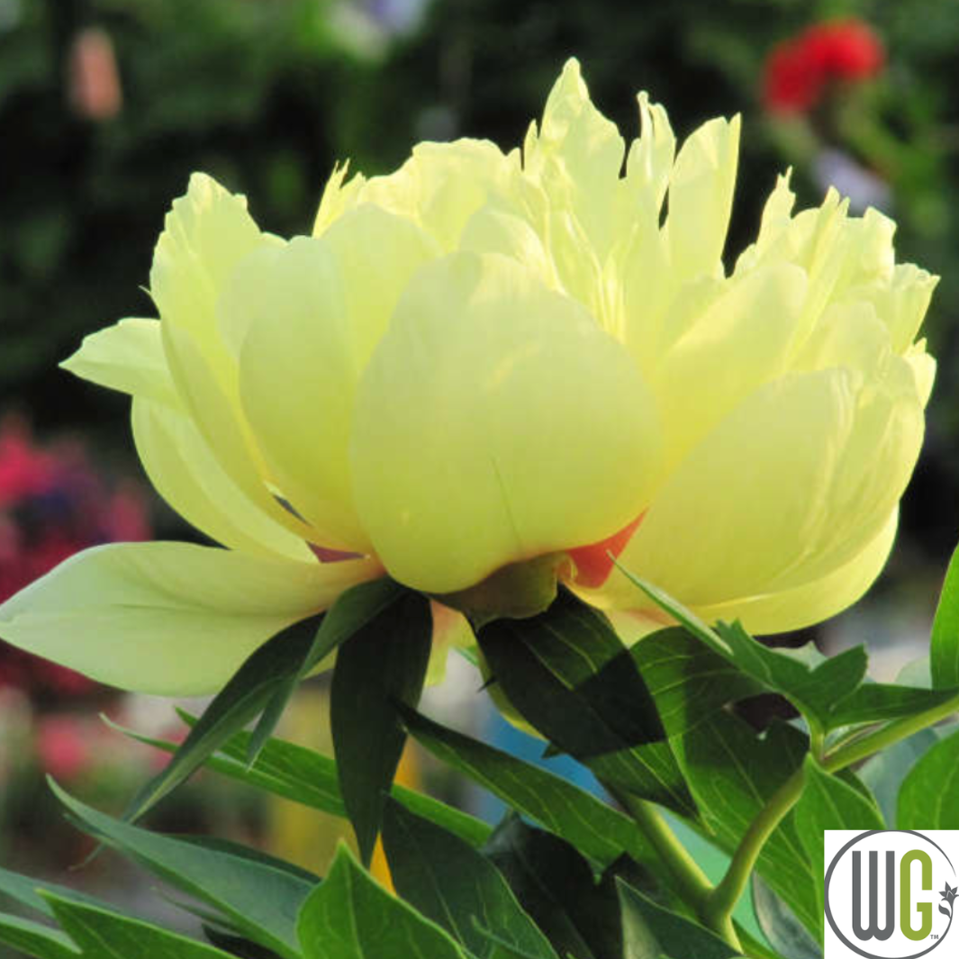 Bartzella Itoh Peony | Paeonia