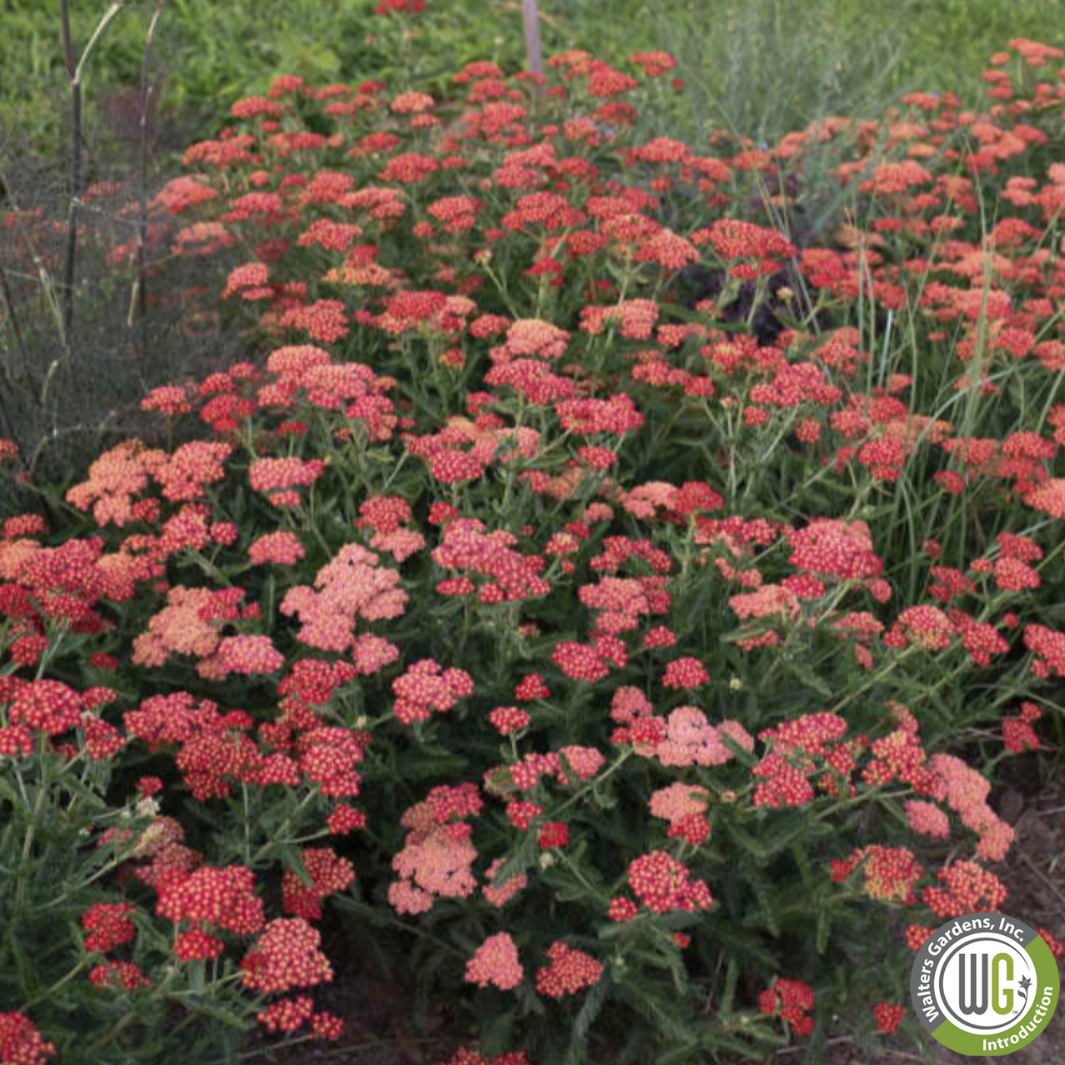 'Sassy Summer Sangria' Yarrow | Achillea 'Sassy Summer Sangria'