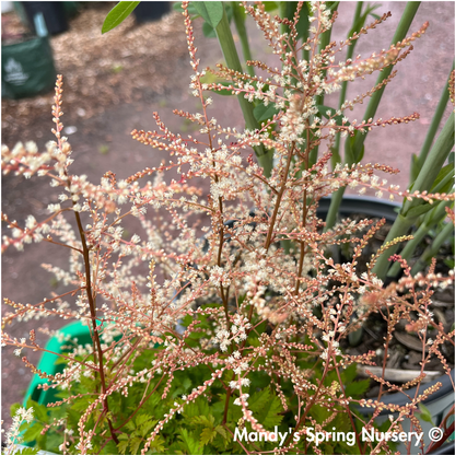 'Chantilly Lace' Goat's Beard | Aruncus 'Chantilly Lace'