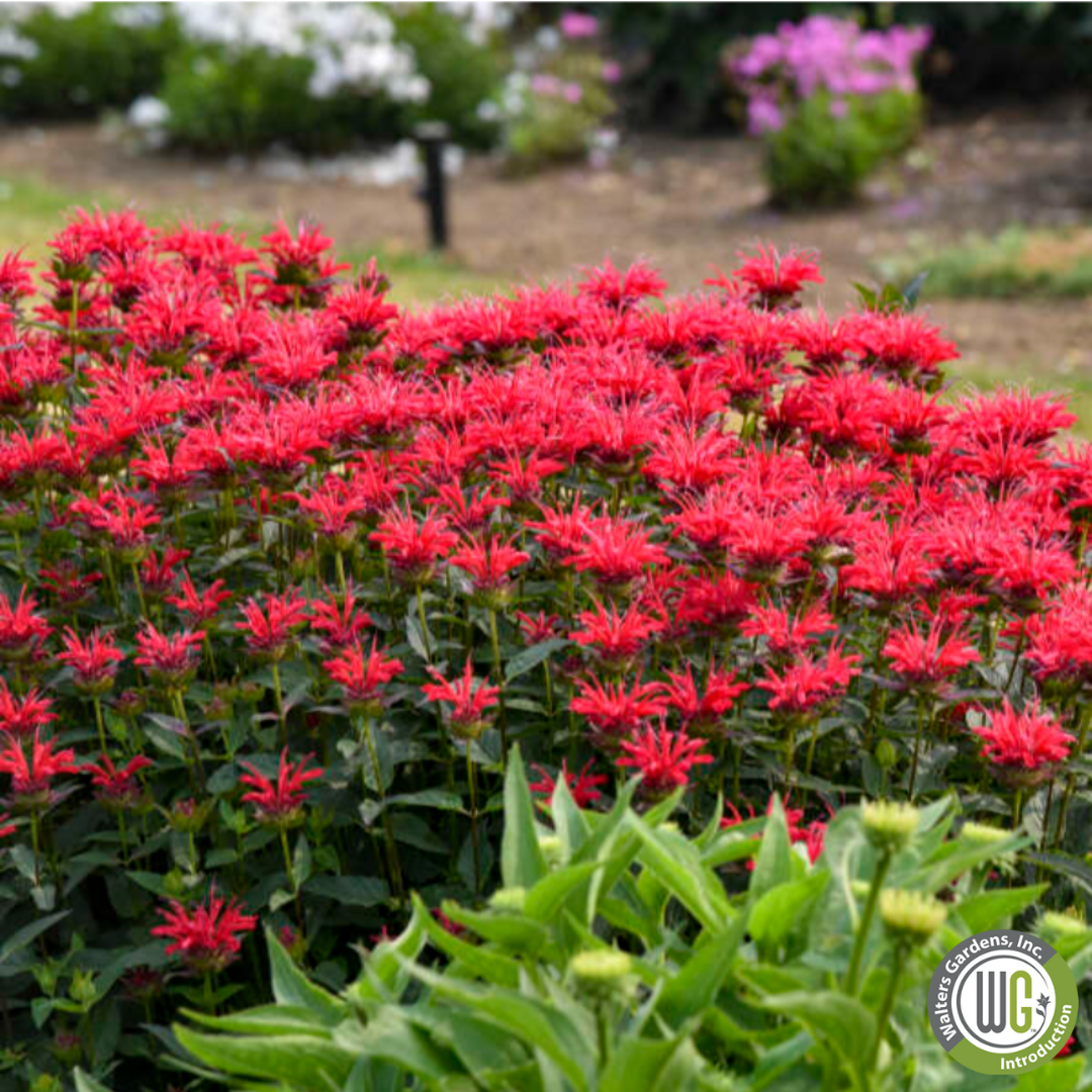 'Red Velvet' Bee Balm - Monarda 'Red Velvet'