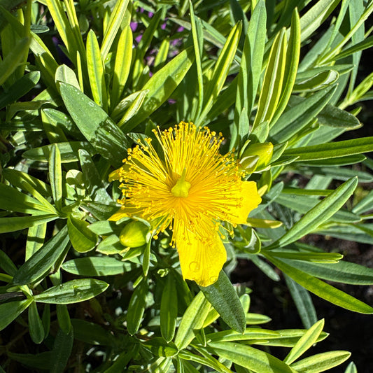 'Cobalt-N-Gold' Hypericum
