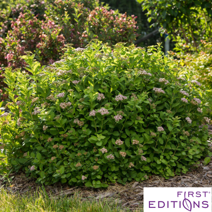 Pink Sparkler Birchleaf Spirea | Spiraea betulifolia