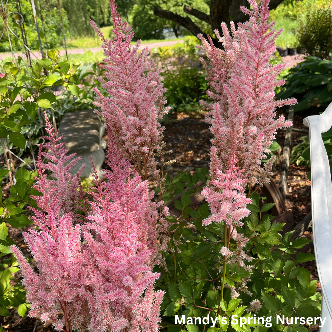 Mighty Pip Astilbe | Astilbe chinensis