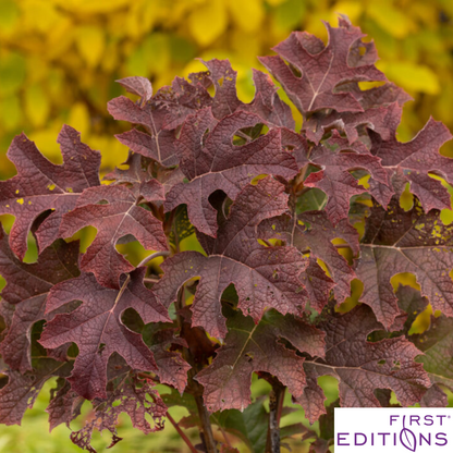 Jetstream Oakleaf Hydrangea | Hydrangea quercifolia