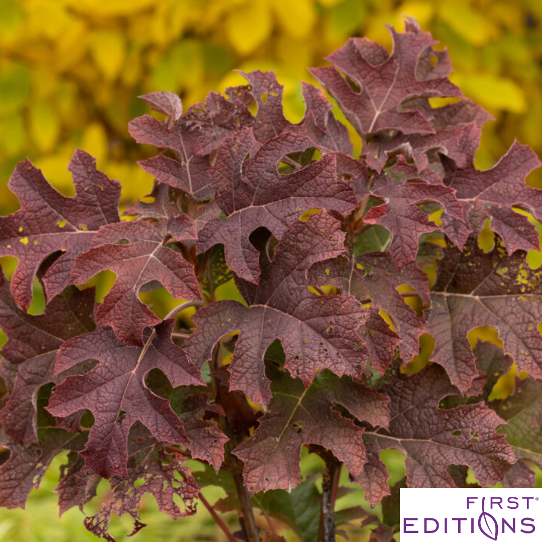 'Jetstream' Oakleaf Hydrangea | Hydrangea quercifolia