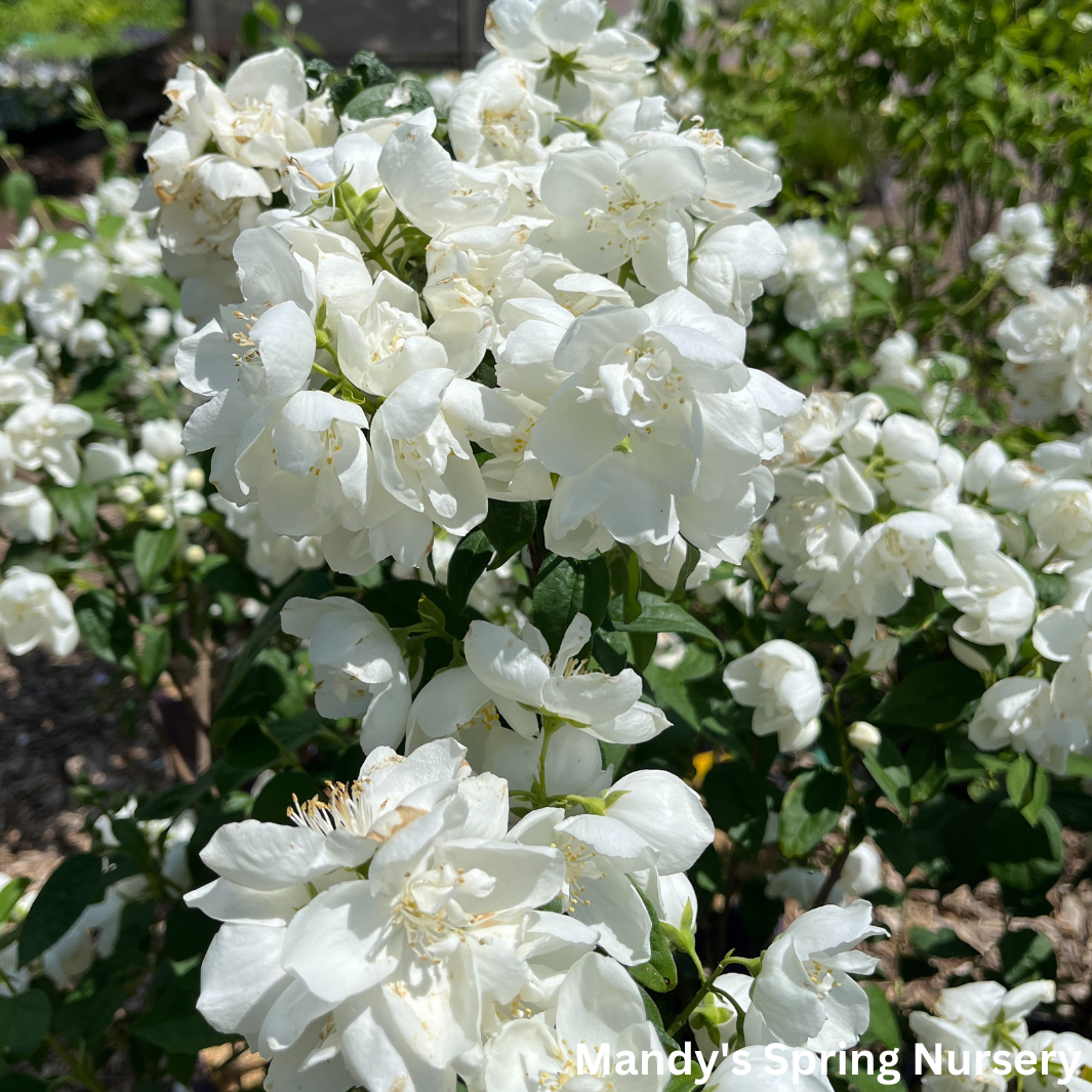 Snow White Mockorange | Philadelphus