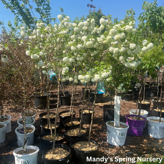 Common Snowball Viburnum - Tree Form | Viburnum opulus 'Roseum'