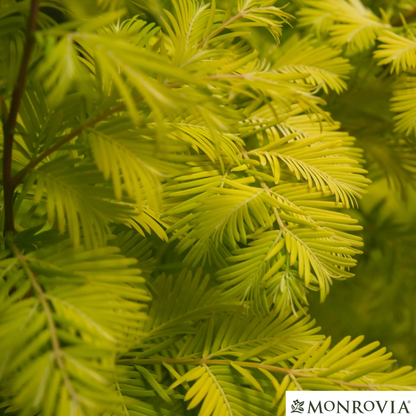 Amber Glow™Dawn Redwood Tree | Metasequoia glyptostroboides
