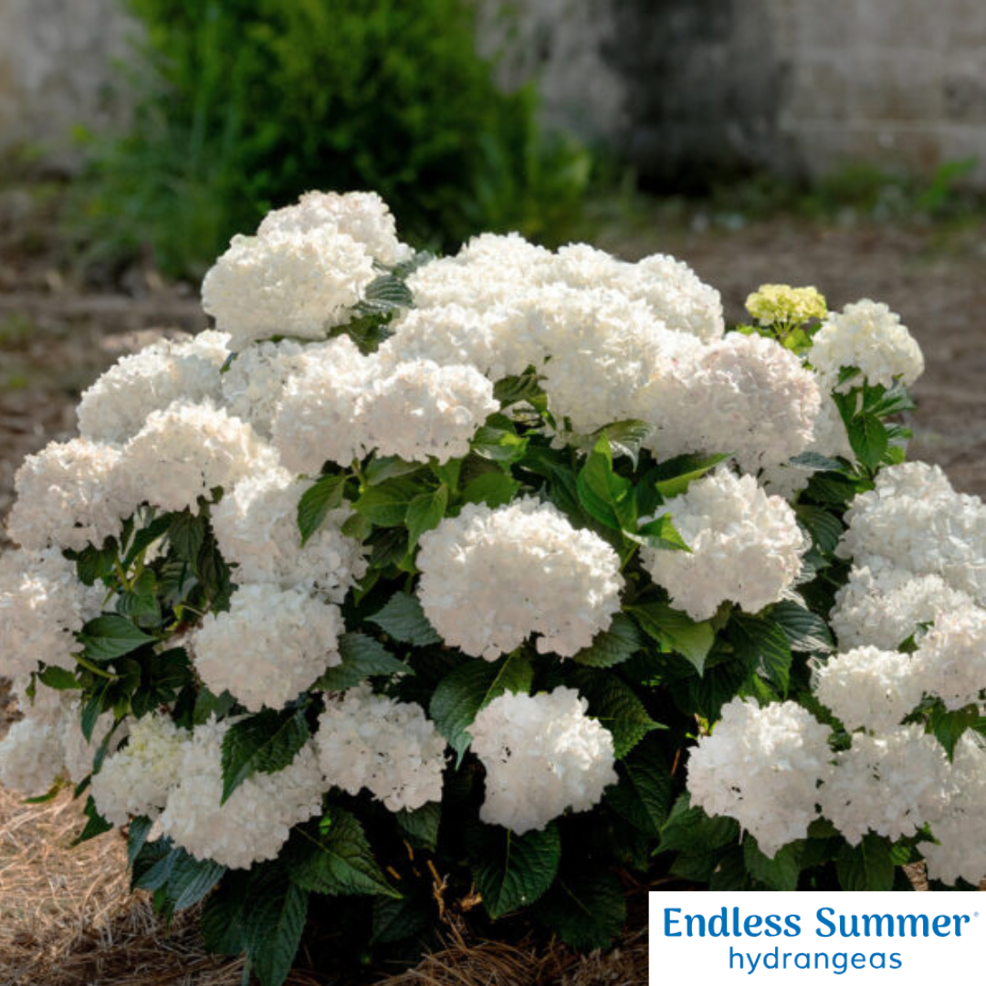 DreamCloud® Reblooming Hydrangea | Hydrangea macrophylla 'Bailmaceight'