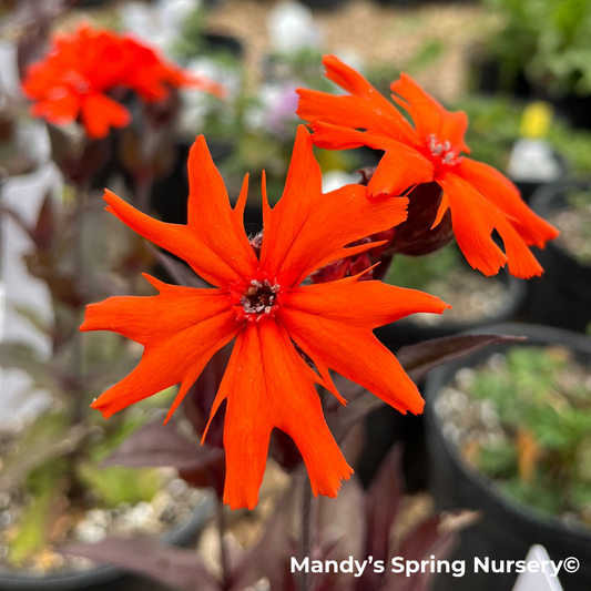 'Orange Gnome' Catchfly | Lychnis arkwrightii