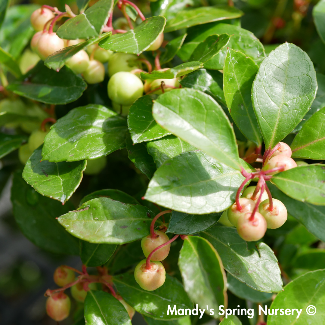 Redwood Checkerberry | Gaultheria procumbens