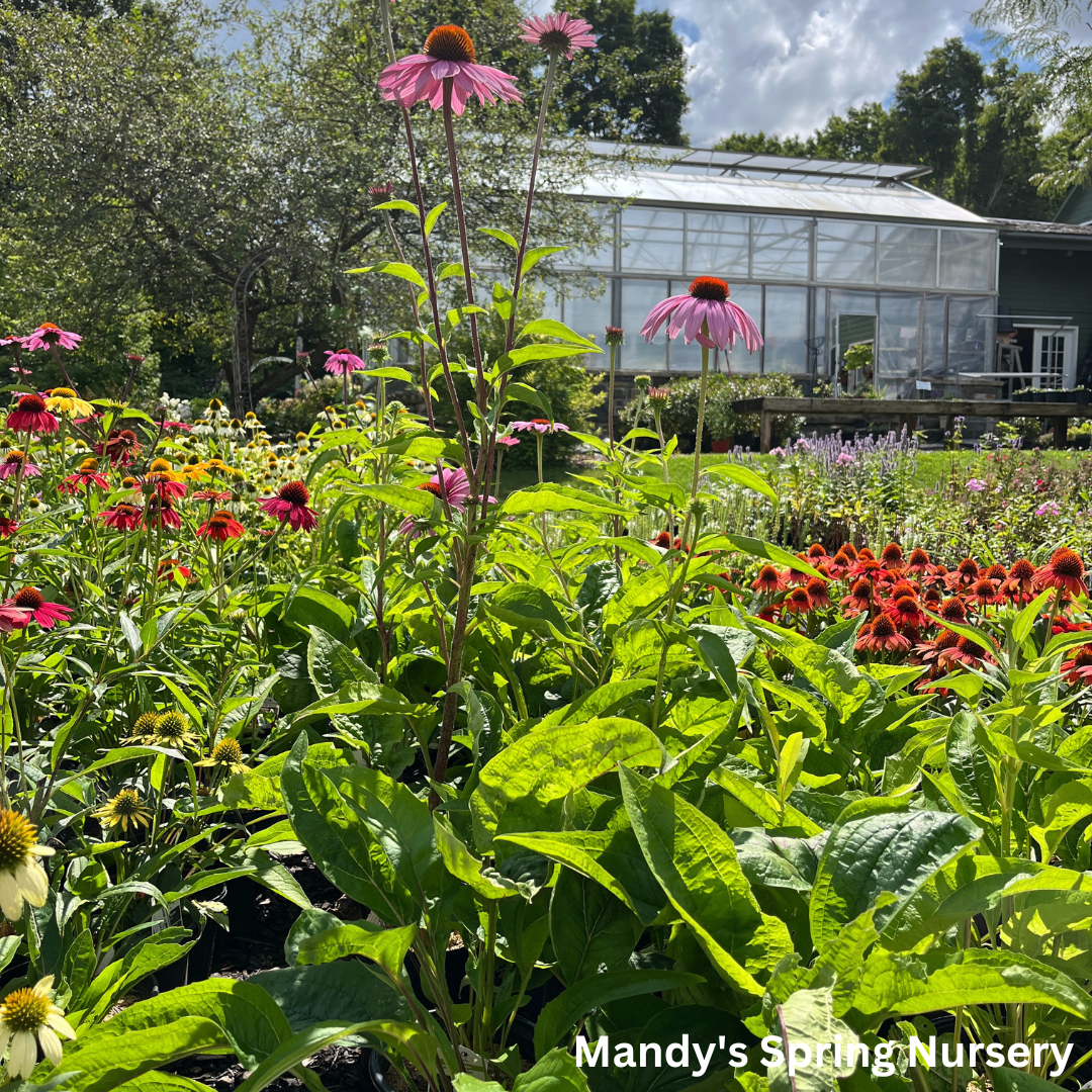 'Magnus' Coneflower |  Echinacea purpurea 'Magnus'