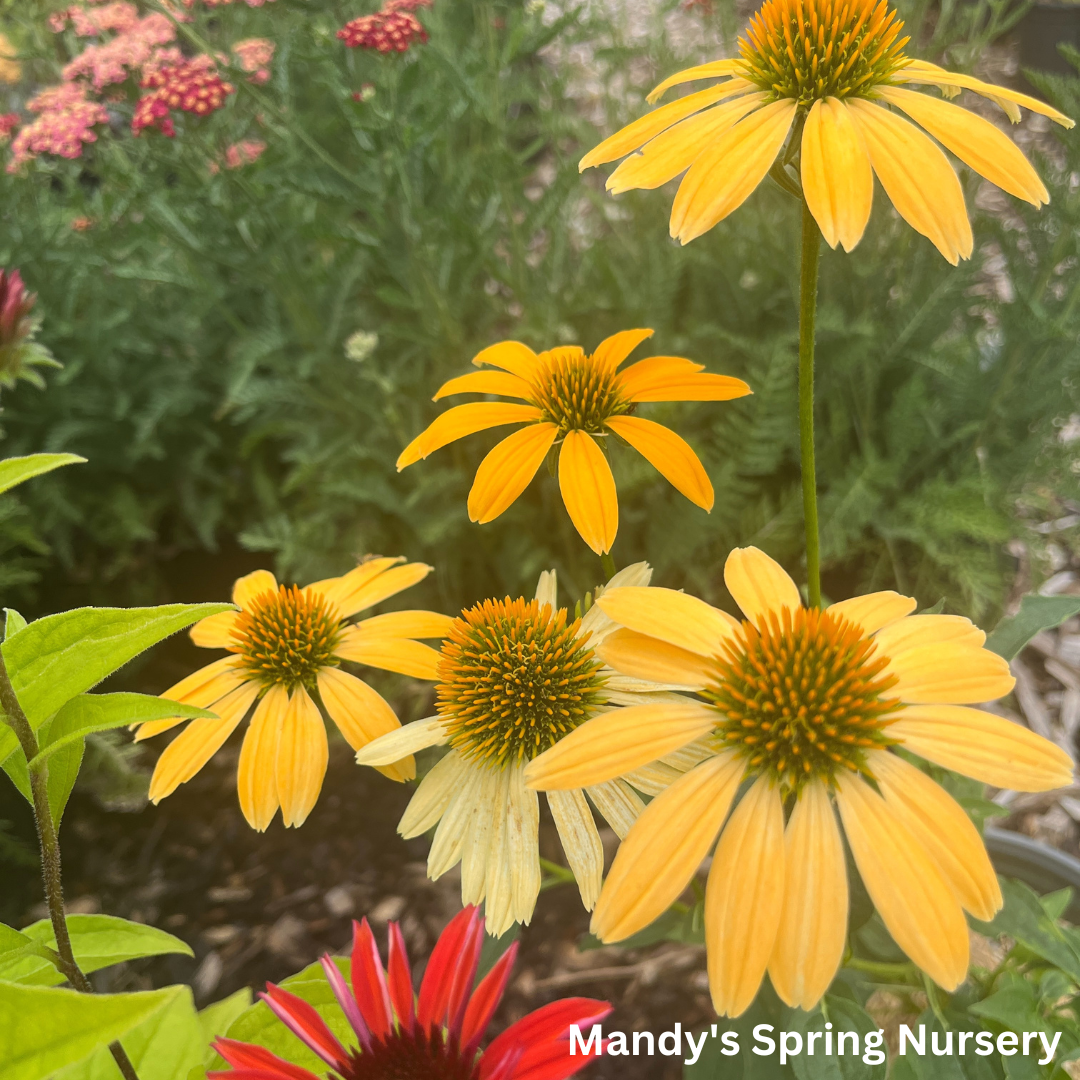 'Cheyenne Spirit' Coneflower | Echinacea 'Cheyenne Spirit'