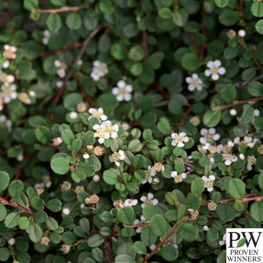 Little Dipper® Cotoneaster | Cotoneaster procumbens