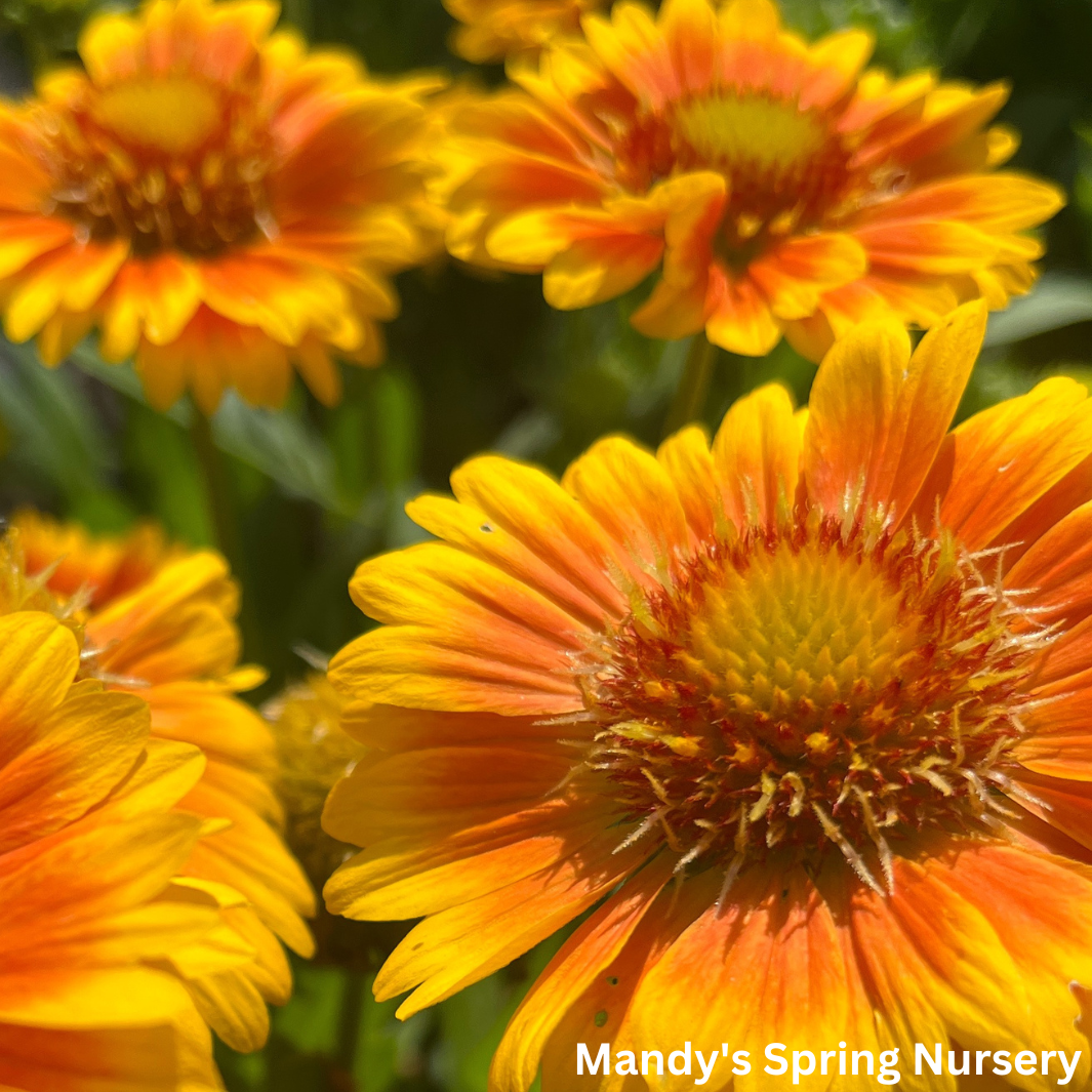 'Arizona Apricot' Blanket Flower | Gaillardia a. 'Arizona Apricot'