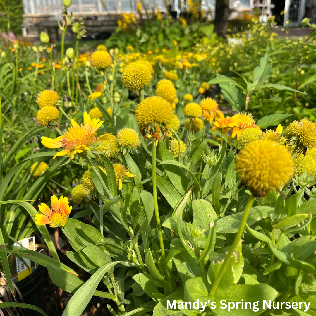 'Arizona Apricot' Blanket Flower | Gaillardia a. 'Arizona Apricot'